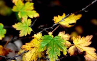 leaves
